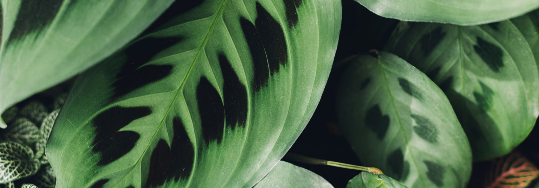 Maranta - Gebetspflanze: Pflege und Kultivierung