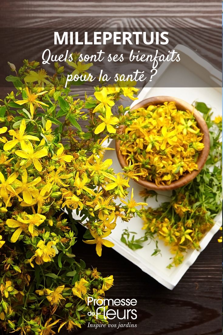 Johanniskraut (Hypericum perforatum)