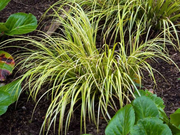 Wie vermehrt man Acorus durch Teilung der Rhizome?
