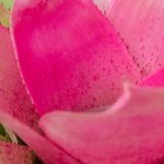 Neoregelie: Pflege und Kultivierung
