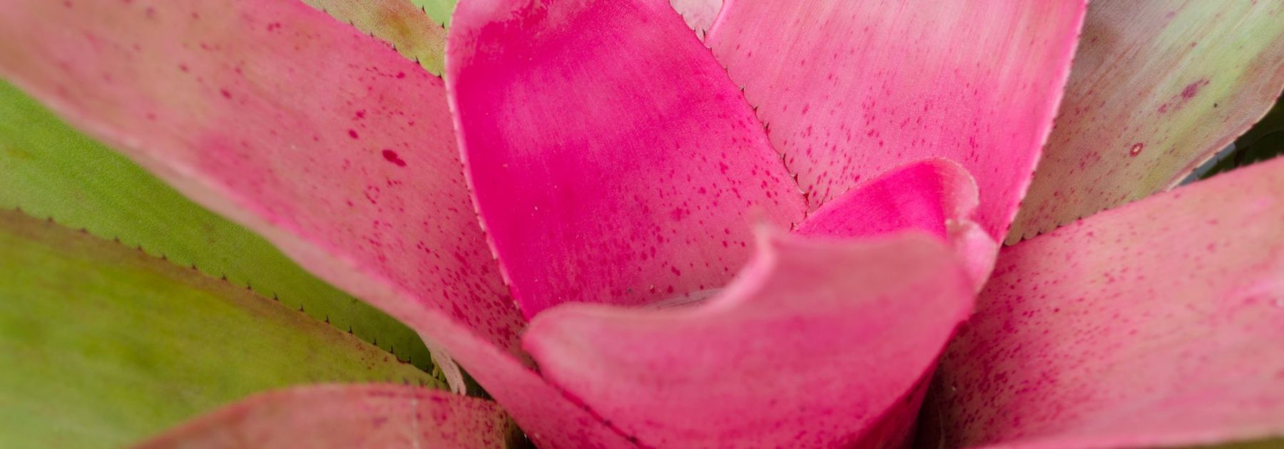 Neoregelie: Pflege und Kultivierung