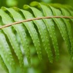 Bostonfarn (Nephrolepis): Pflege und Kultivierung