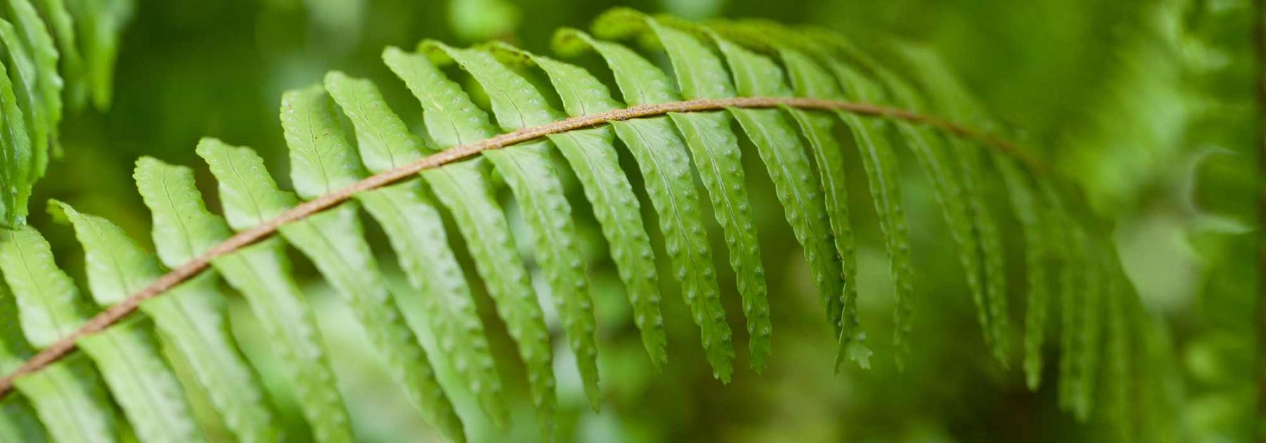 Bostonfarn (Nephrolepis): Pflege und Kultivierung