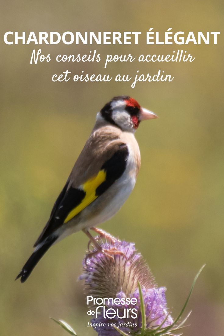 Gartenvögel: Wie man den Stieglitz erkennt und anlockt Stieglitz (Carduelis carduelis)