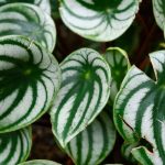 Peperomia: Pflege, Kultivierung und Sortenauswahl