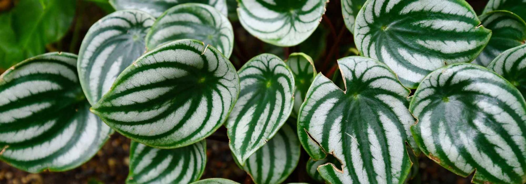 Peperomia: Pflege, Kultivierung und Sortenauswahl