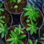 Wie und wann säet man Lupinen?