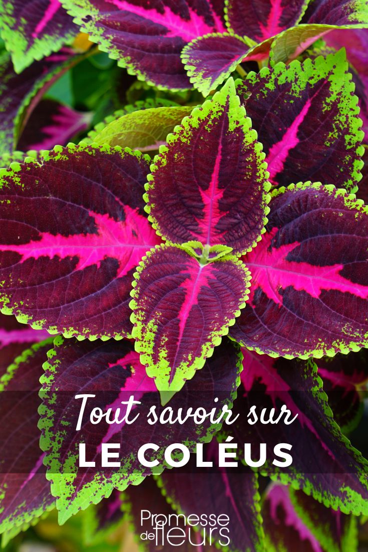 Alles über den Coleus erfahren Blätter des Buntnessel (Coleus)