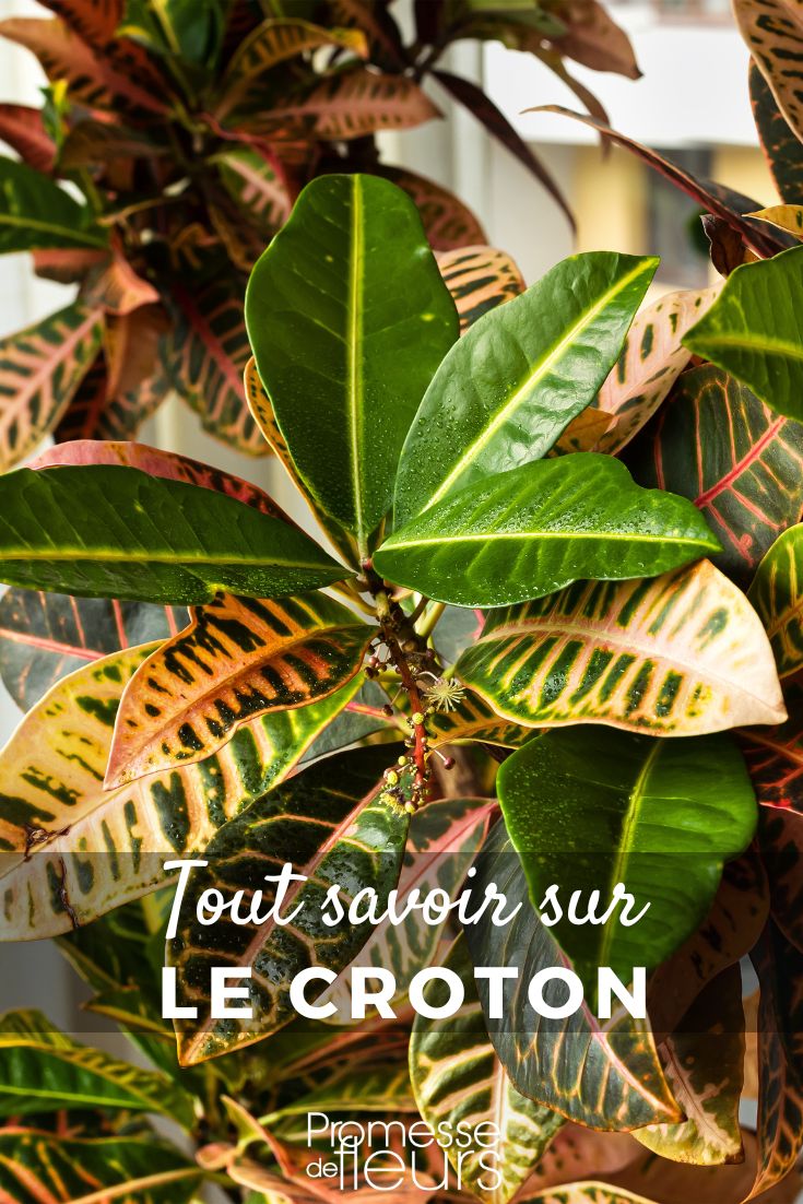 Alles über den Kroton (Codiaeum variegatum)
Der Kroton, auch bekannt unter seinem botanischen Namen Codiaeum variegatum, ist eine beliebte Zimmerpflanze, die vor allem für ihre auffälligen, bunten Blätter geschätzt wird. Ursprünglich stammt diese Pflanze aus den tropischen Regionen Asiens und des Pazifiks. Mit ihrer Vielfalt an Blattformen und -farben ist sie eine echte Augenweide und bringt exotisches Flair in jedes Zuhause.
**Pflege des Krotons:**
1. **Licht:** Krotons lieben helles, indirektes Licht. Direkte Sonneneinstrahlung kann jedoch zu Blattverbrennungen führen. Ein Platz in der Nähe eines Ost- oder Westfensters ist ideal.
2. **Wasser:** Halten Sie die Erde gleichmäßig feucht, aber nicht nass. Lassen Sie die oberste Schicht der Erde zwischen den Wassergaben leicht antrocknen. Staunässe sollte unbedingt vermieden werden, da dies zu Wurzelfäule führen kann.
3. **Luftfeuchtigkeit:** Als tropische Pflanze schätzt der Kroton eine hohe Luftfeuchtigkeit. Besprühen Sie die Blätter regelmäßig mit Wasser oder stellen Sie die Pflanze auf eine mit Wasser gefüllte Schale mit Kieselsteinen, um die Luftfeuchtigkeit zu erhöhen.
4. **Temperatur:** Krotons bevorzugen warme Temperaturen zwischen 18 und 24 °C. Vermeiden Sie Zugluft und plötzliche Temperaturschwankungen.
5. **Düngung:** Während der Wachstumsperiode (Frühling und Sommer) sollten Sie den Kroton alle zwei Wochen mit einem ausgewogenen Flüssigdünger versorgen. Im Herbst und Winter reicht eine monatliche Düngung aus.
6. **Umtopfen:** Junge Krotons sollten jährlich umgetopft werden, ältere Pflanzen alle zwei bis drei Jahre. Verwenden Sie eine gut durchlässige, humusreiche Erde.
**Blattformen und -farben:**
Die Blätter des Krotons sind in einer Vielzahl von Formen und Farben erhältlich. Sie können schmal, breit, gelappt oder sogar spiralförmig sein. Die Farbpalette reicht von Grün über Gelb, Orange, Rot bis hin zu fast schwarzen Tönen. Die lebendige Färbung der Blätter ist ein Zeichen für die Gesundheit der Pflanze und hängt stark von der Lichtmenge ab, die sie erhält.
**Probleme und Lösungen:**
- **Blattfall:** Dies kann durch zu niedrige Temperaturen, Zugluft oder unregelmäßiges Gießen verursacht werden. Stellen Sie sicher, dass die Pflanze in einer stabilen Umgebung steht und gleichmäßig gewässert wird.
- **Verblassende Blätter:** Wenn die Blätter ihre Farbe verlieren, bekommt die Pflanze möglicherweise nicht genug Licht. Stellen Sie sie an einen helleren Ort, aber vermeiden Sie direkte Sonneneinstrahlung.
- **Schädlinge:** Krotons können von Spinnmilben, Schildläusen oder Wollläusen befallen werden. Überprüfen Sie die Pflanze regelmäßig und behandeln Sie sie bei Bedarf mit einem geeigneten Insektizid oder Hausmittel wie Neemöl.
**Fazit:**
Der Kroton ist eine faszinierende und dekorative Pflanze, die mit der richtigen Pflege lange Freude bereitet. Mit seinen farbenfrohen Blättern ist er ein echter Hingucker und bringt ein Stück Tropen in Ihr Zuhause. Achten Sie auf die Bedürfnisse der Pflanze, und sie wird Sie mit ihrer Schönheit belohnen. Croton-Blätter