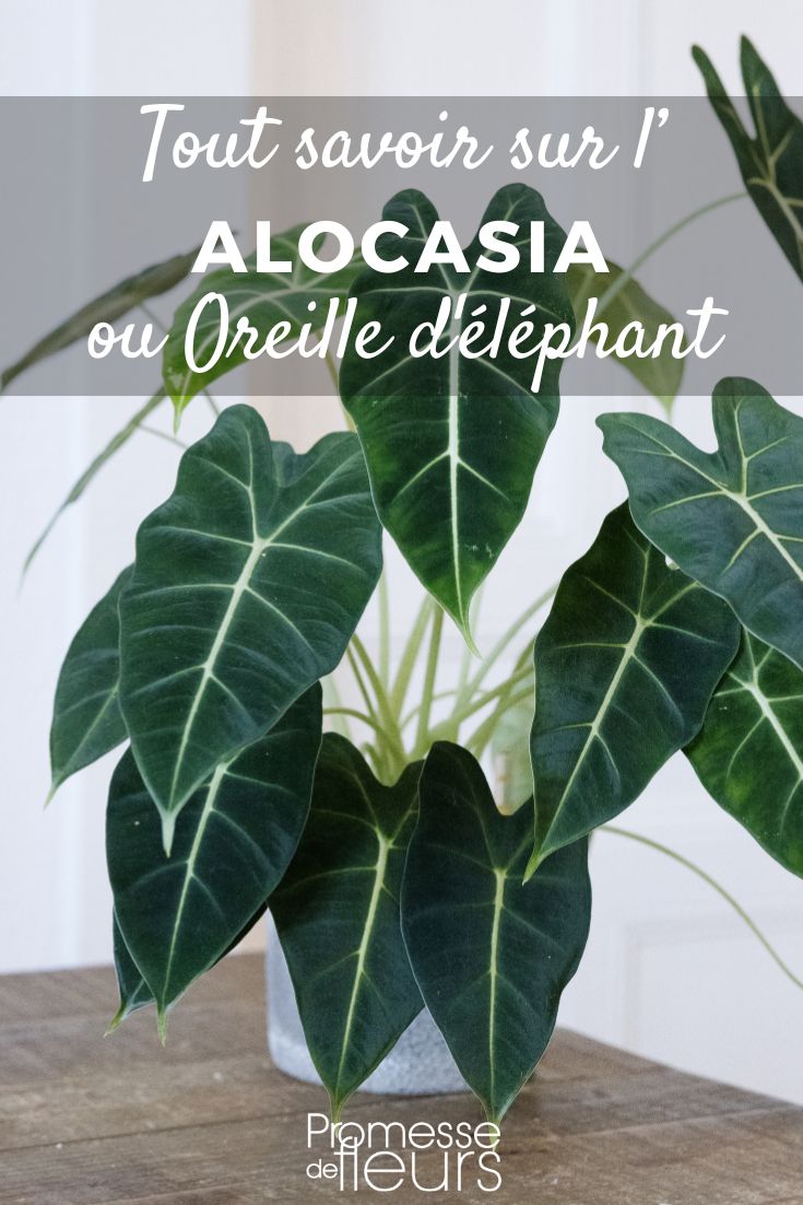 Alocasia: Anbau und Pflege Elefantenohr
