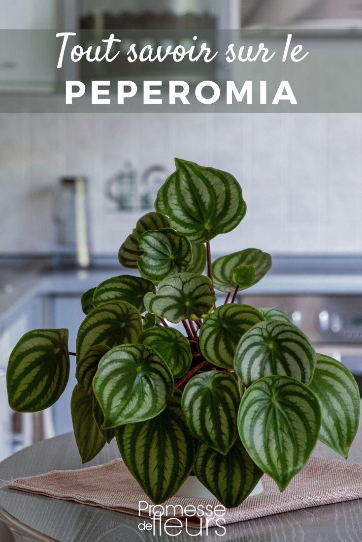 Pinterest - Pflanzensteckbriefe Alles über die Peperomie Peperomia Wassermelone