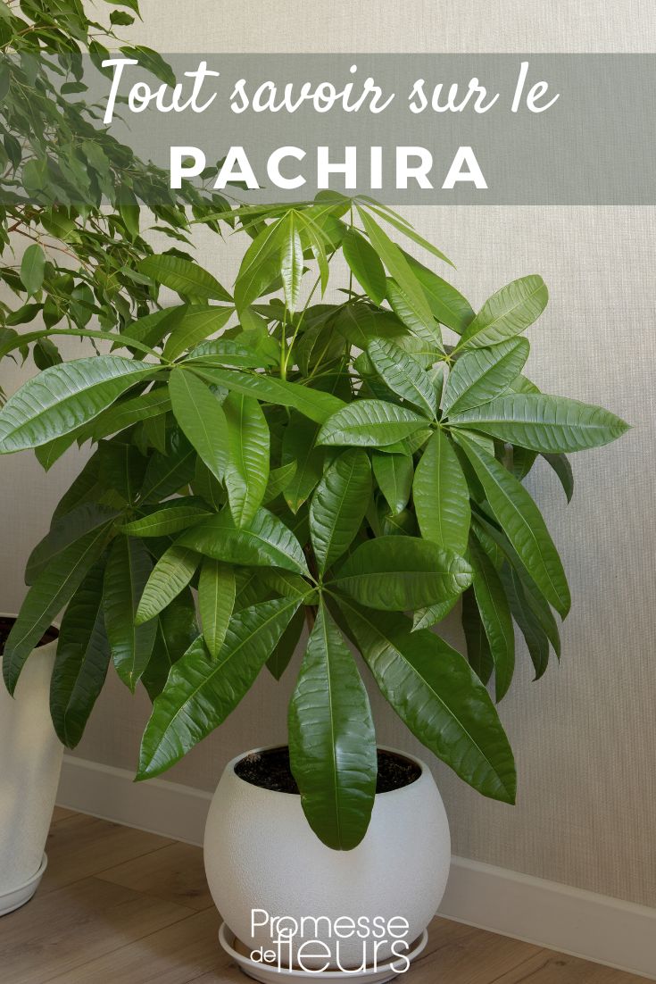 Pachira: Pflanzung, Pflege und Kultivierung