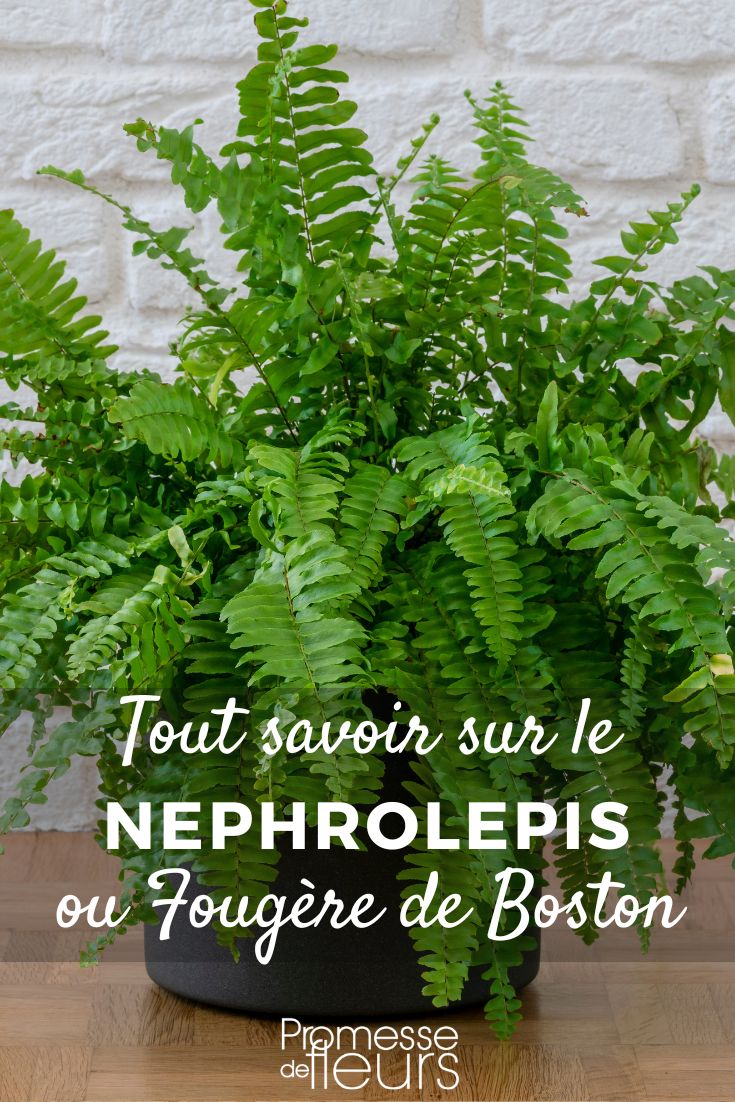 Bostonfarn (Nephrolepis): Pflege und Kultivierung