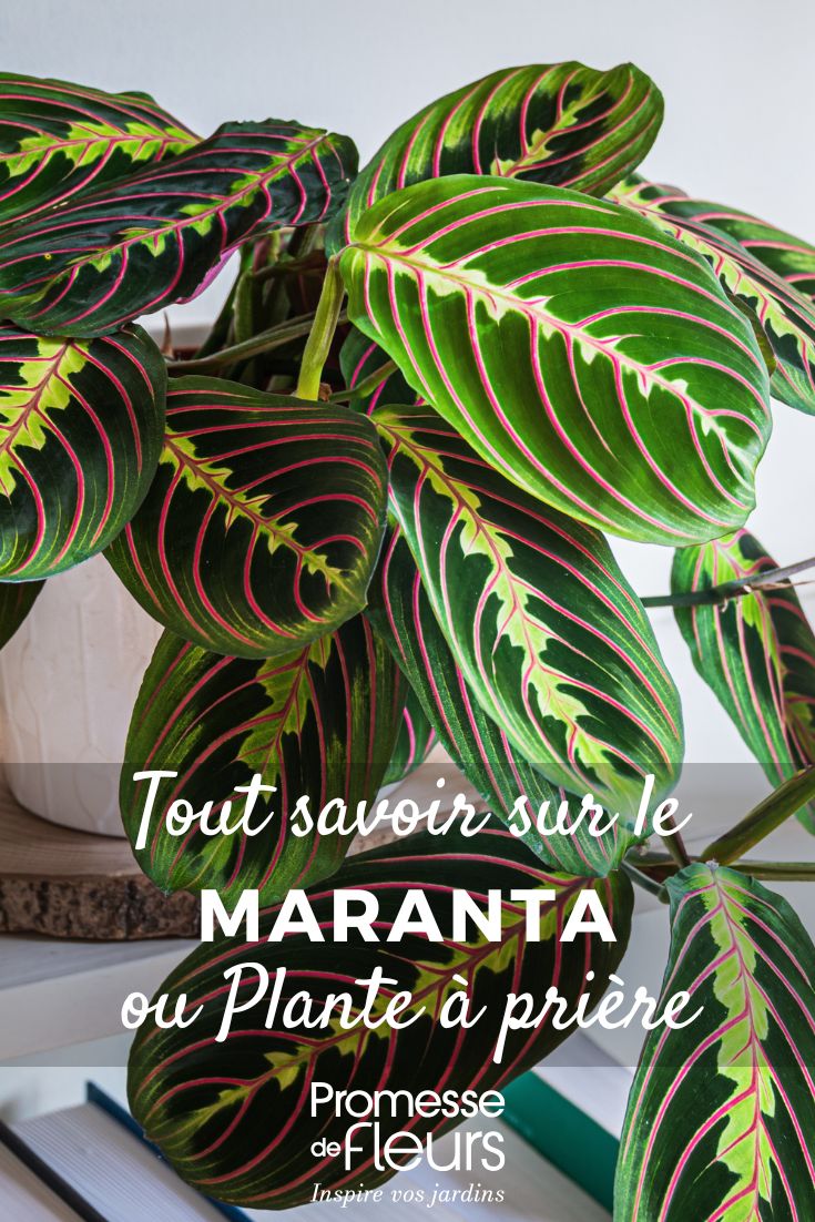Maranta - Gebetspflanze: Pflege und Kultivierung