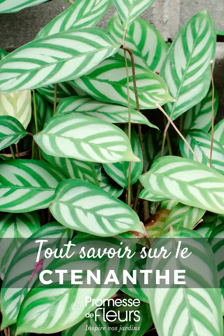 Ctenanthe: Pflanzen, Pflegen, Kultivieren Exotische Ctenanthe Setosa