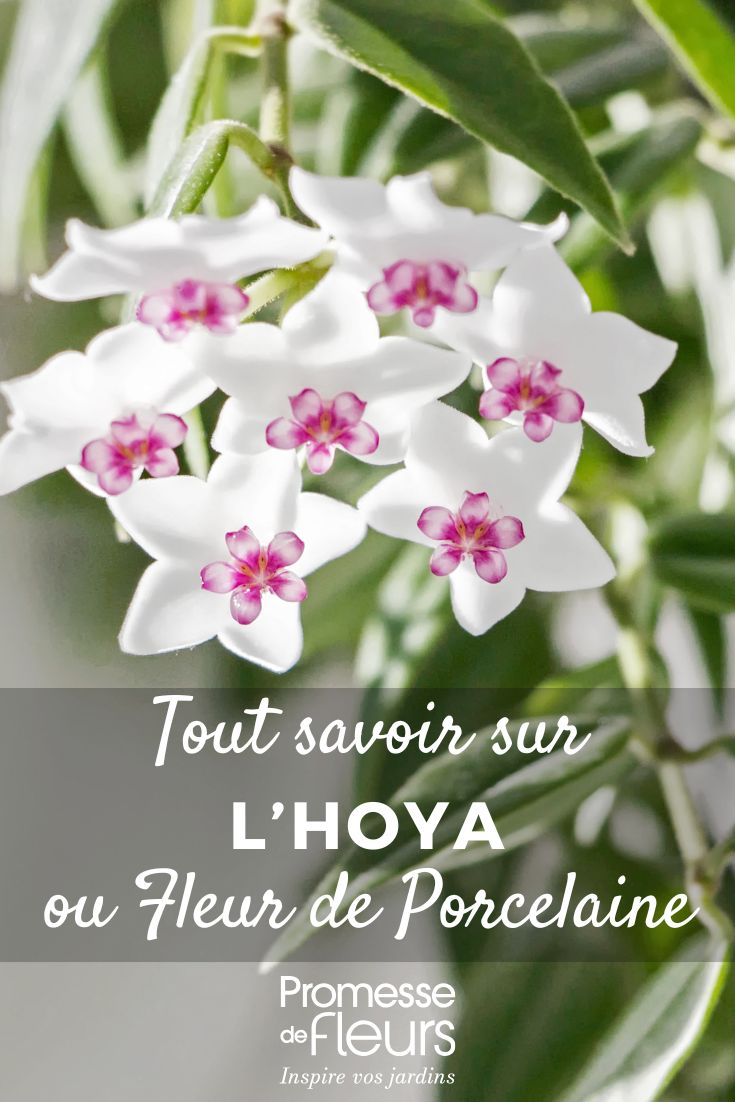Hoya, Porzellanblume: Pflege und Kultivierung