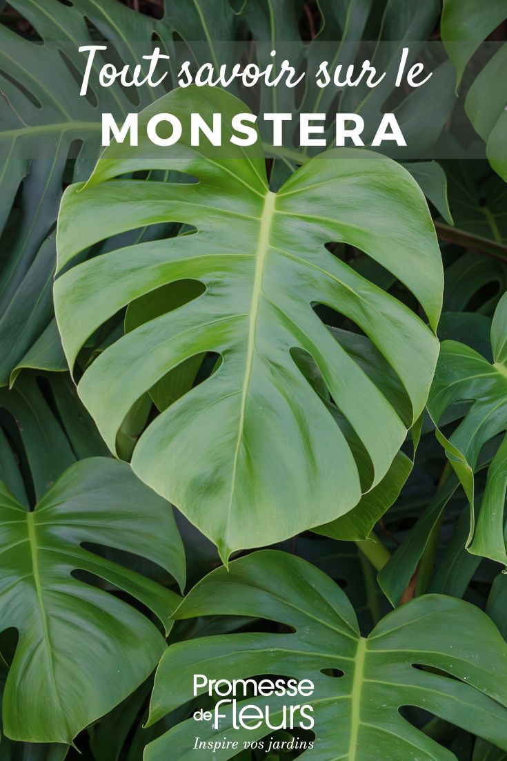 Monstera: Anbau und Pflege Wie man eine Monstera pflegt