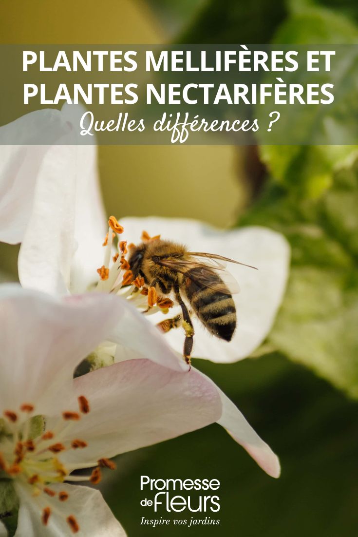 Bienenfreundliche Pflanzen und Nektarpflanzen – was sind die Unterschiede? Nektar- und Bienenweidepflanzen im Garten: die Unterschiede