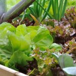 Anfängergarten: 7 supereinfach anzubauende Gemüsesorten