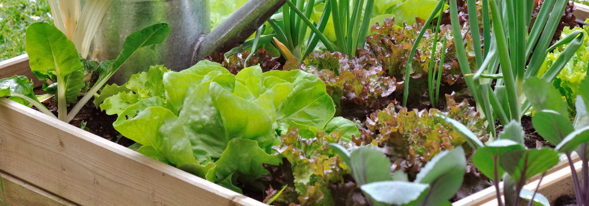 Anfängergarten: 7 supereinfach anzubauende Gemüsesorten