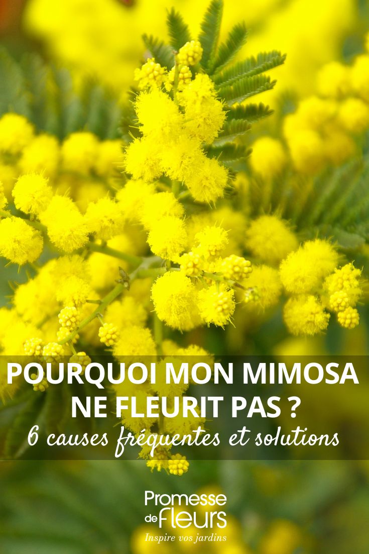 Warum blüht meine Mimose nicht? 6 häufige Ursachen und ihre Lösungen (1) gelbe Mimosenblüten