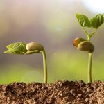 Anfänger im Garten: 7 häufige Fehler, die Sie vermeiden sollten