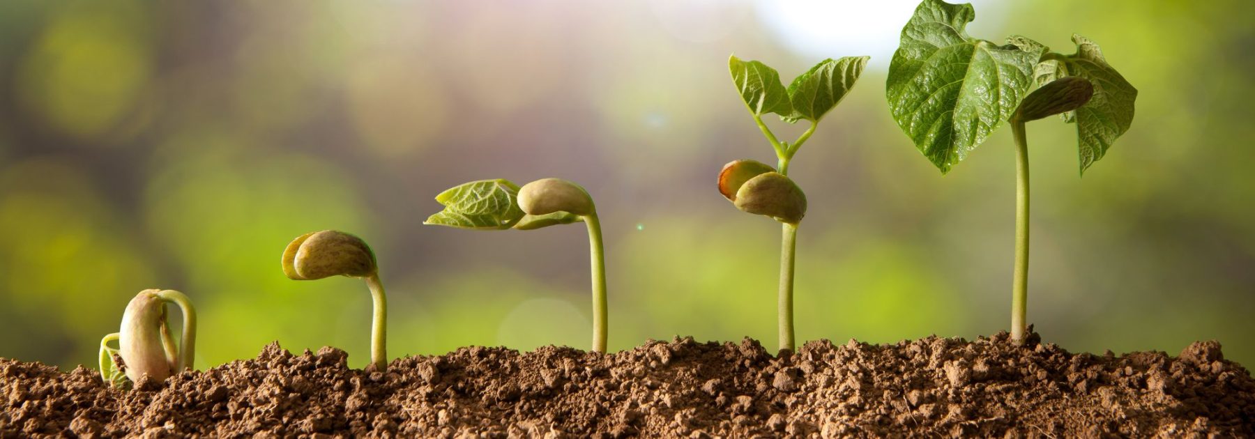 Anfänger im Garten: 7 häufige Fehler, die Sie vermeiden sollten