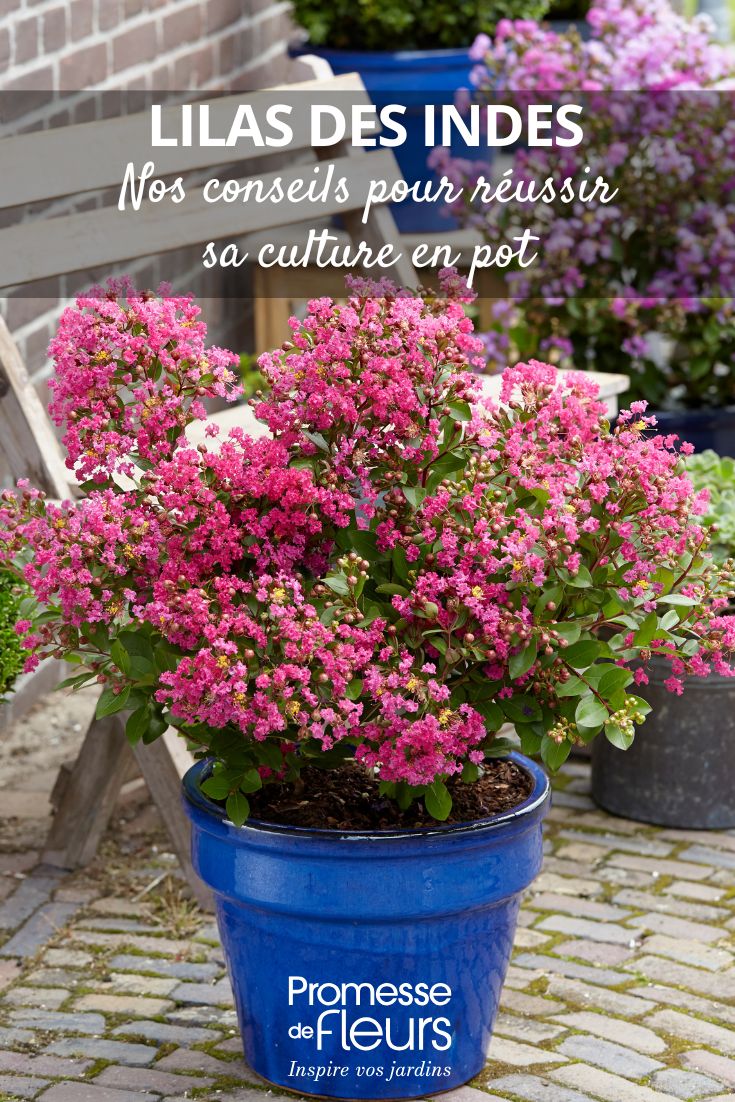 Erfolgreiche Pflege des Indischen Flieders (Lagerstroemia) im Kübel Ein indischer Flieder im Topf