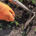 Gartenarbeit für Anfänger: Was ist Jäten und wie macht man es richtig?