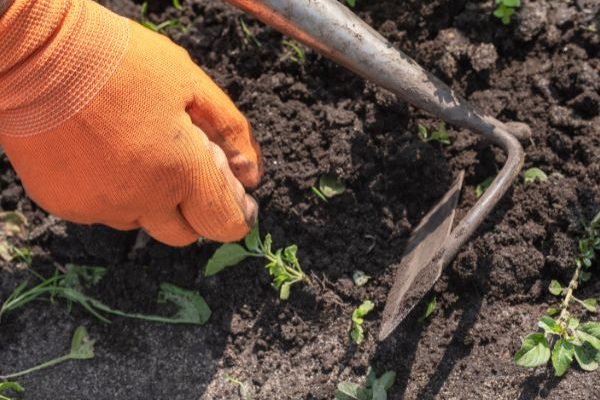 Gartenarbeit für Anfänger: Was ist Jäten und wie macht man es richtig?