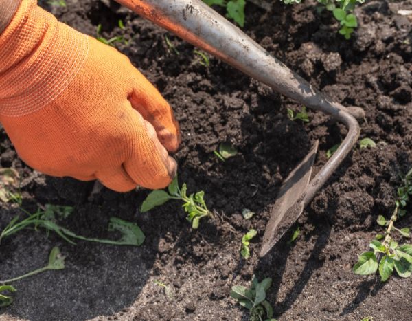 Gartenarbeit für Anfänger: Was ist Jäten und wie macht man es richtig?
