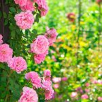 Regencycore im Garten: Verleihen Sie Ihrem Garten den Bridgerton-Stil!