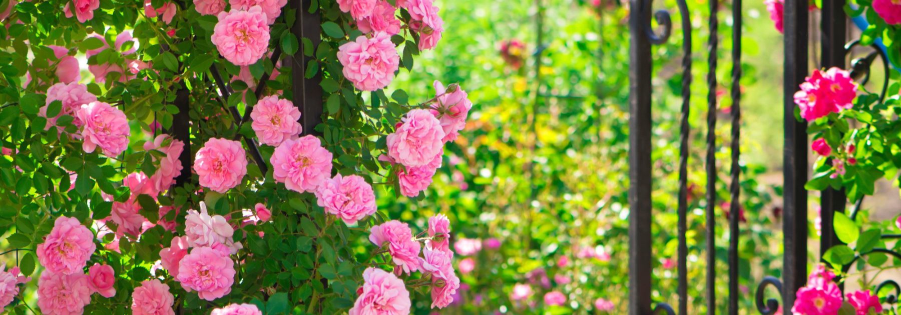 Regencycore im Garten: Verleihen Sie Ihrem Garten den Bridgerton-Stil!