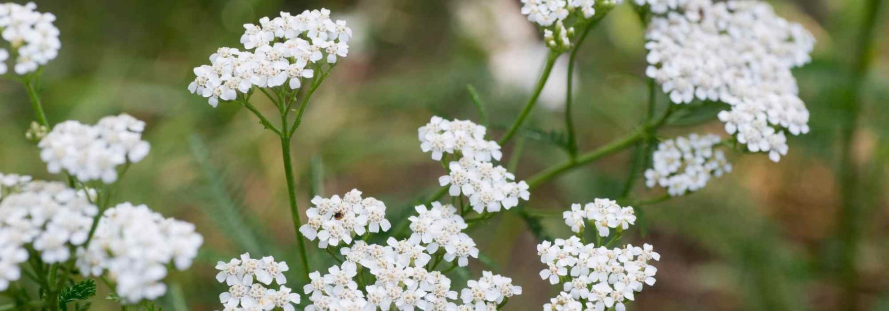 Achillea millefolium: Eine Pflanze mit heilender Wirkung für Ihren Garten