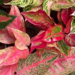 Aglaonema: Krankheiten, Parasiten und häufige Probleme