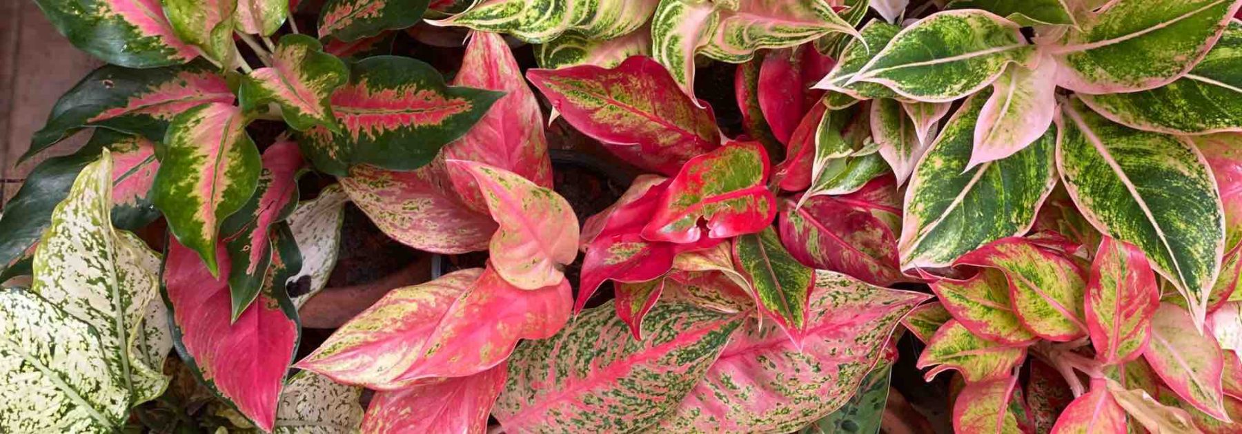 Aglaonema: Krankheiten, Parasiten und häufige Probleme