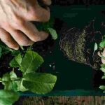 Mehrjährige Kräuter: Dauerhafte Aromen und Geschmäcker