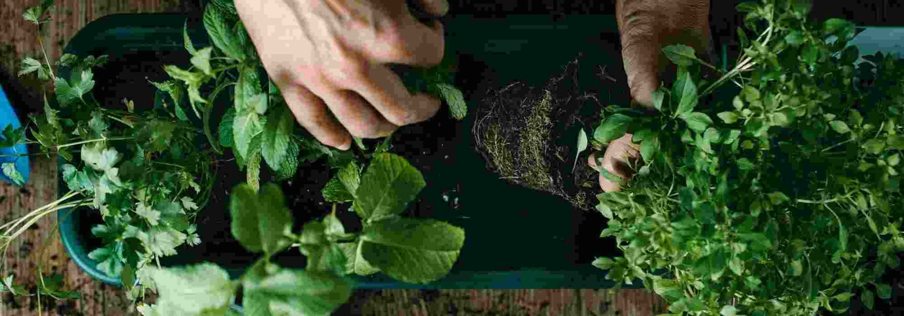 Mehrjährige Kräuter: Dauerhafte Aromen und Geschmäcker