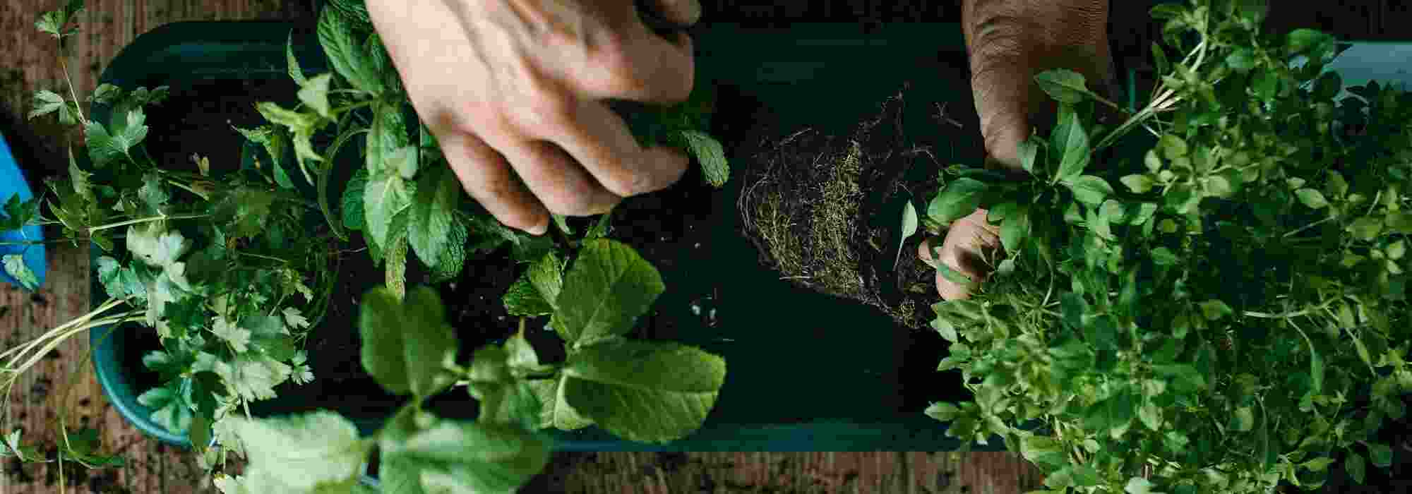 Mehrjährige Kräuter: Dauerhafte Aromen und Geschmäcker