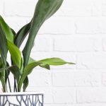 Aspidistra im Innenbereich: Pflege im Jahresverlauf