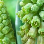 7 Blumenzwiebeln mit grünen Blüten für einen ungewöhnlichen und eleganten Frühling