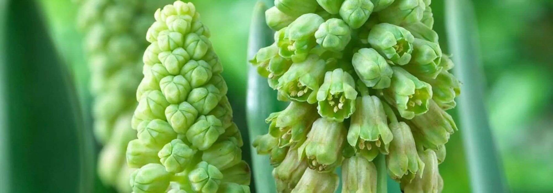 7 Blumenzwiebeln mit grünen Blüten für einen ungewöhnlichen und eleganten Frühling