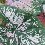 Krankheiten und Parasiten des Caladiums im Innenbereich: Erkennen Sie sie und schützen Sie Ihre Pflanze
