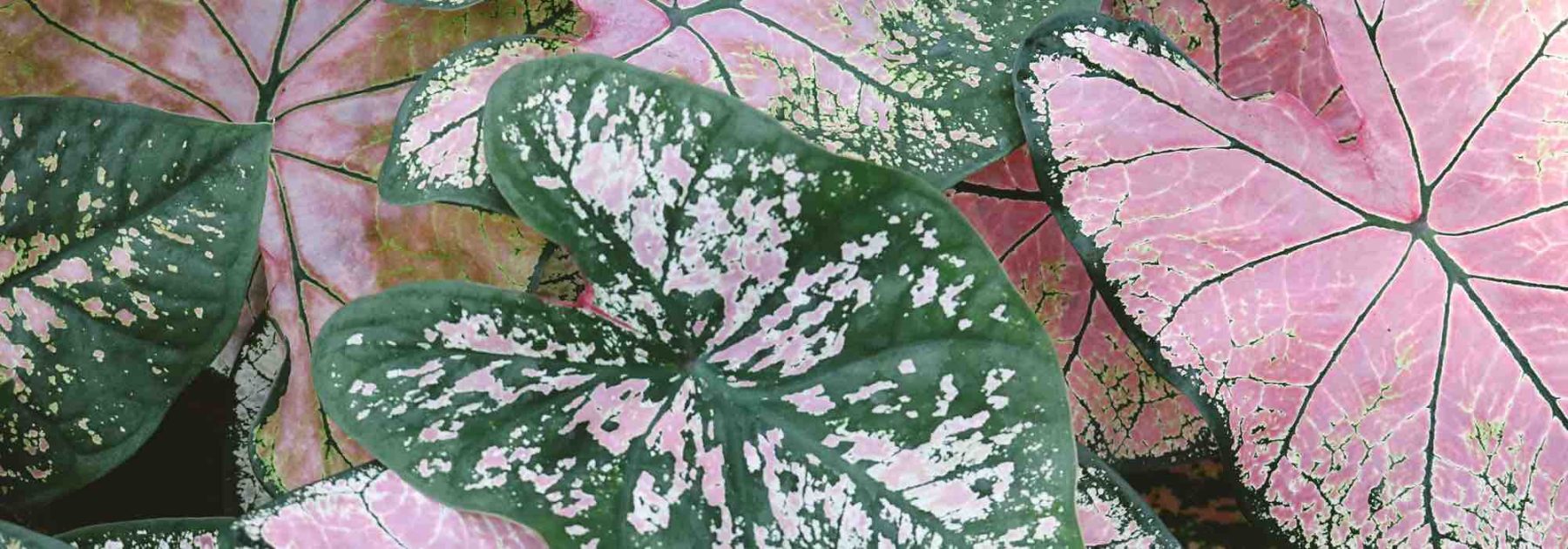 Krankheiten und Parasiten des Caladiums im Innenbereich: Erkennen Sie sie und schützen Sie Ihre Pflanze