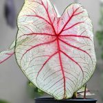 Caladium als Zimmerpflanze: Pflege im Jahresverlauf