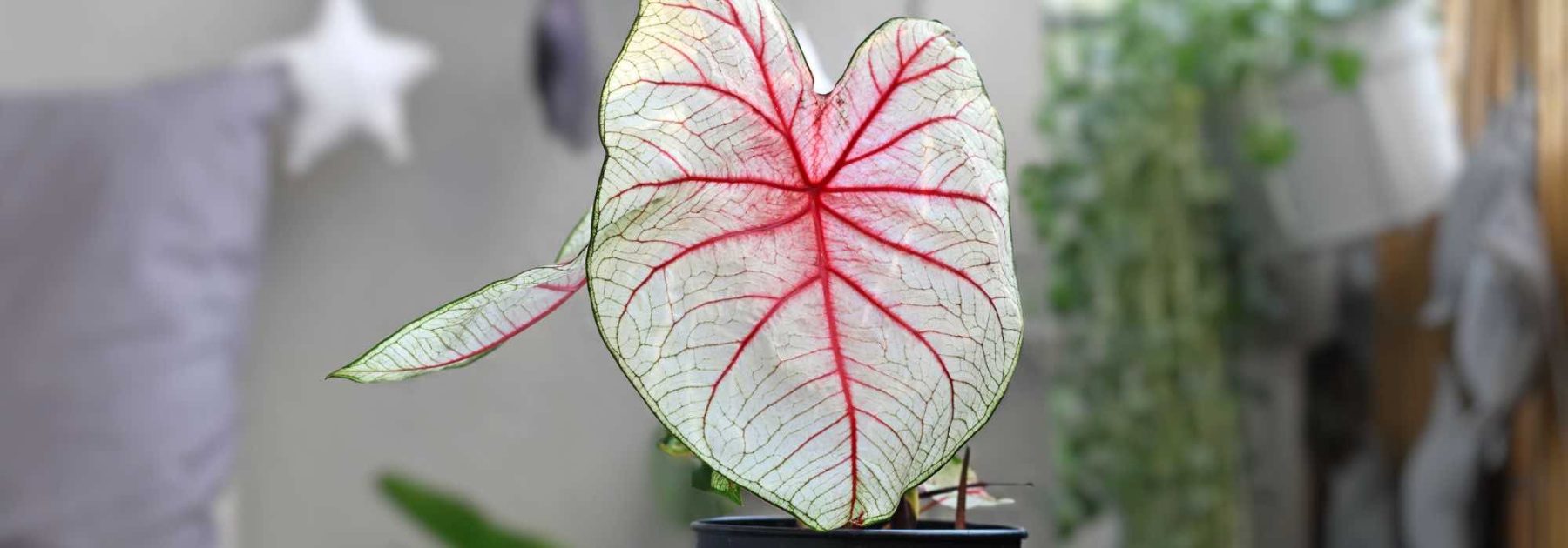 Caladium als Zimmerpflanze: Pflege im Jahresverlauf