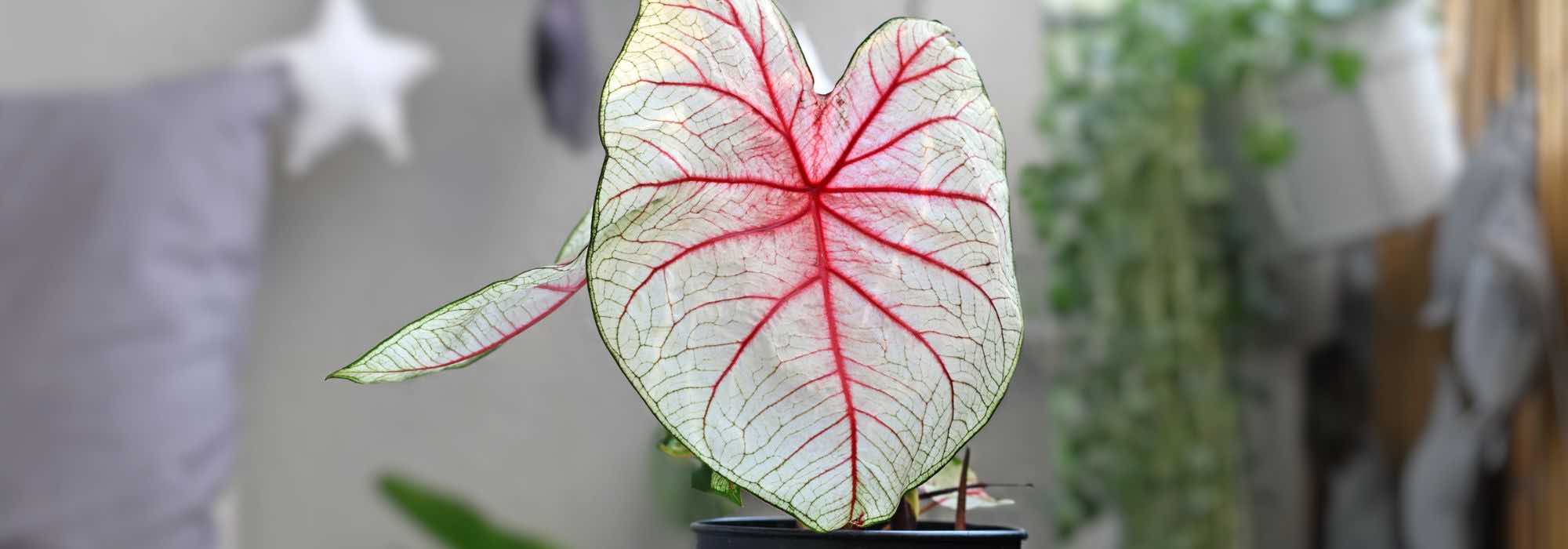 Caladium als Zimmerpflanze: Pflege im Jahresverlauf