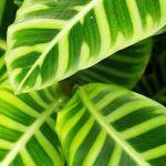 Calathea: Krankheiten, häufige Probleme und Parasiten