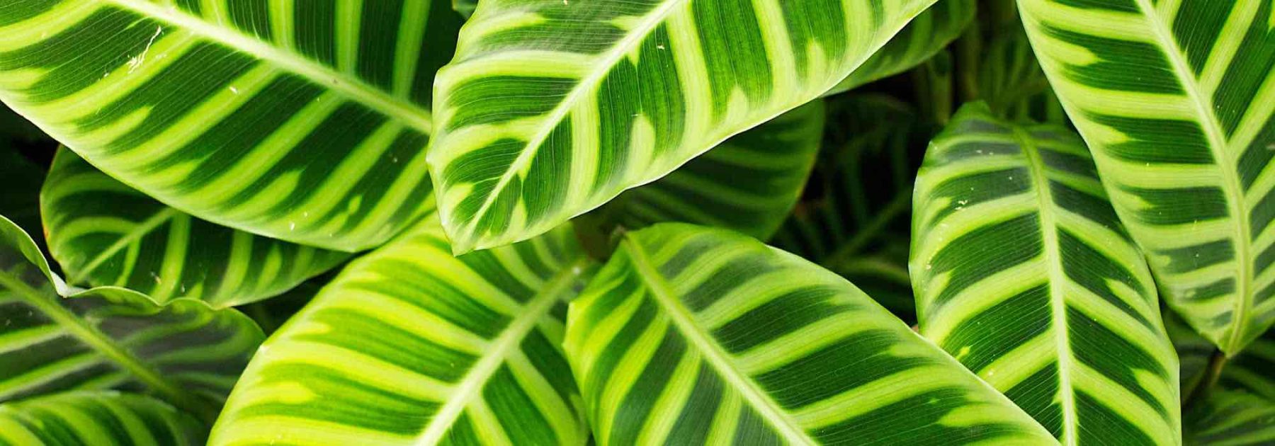 Calathea: Krankheiten, häufige Probleme und Parasiten