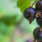 Die Johannisbeere: Ein fruchttragender Strauch mit heilender Wirkung